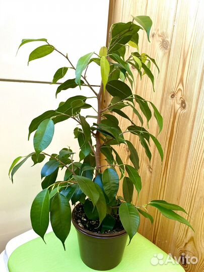 Фикус бенджамина, 600 пушистый, одноствольный 300