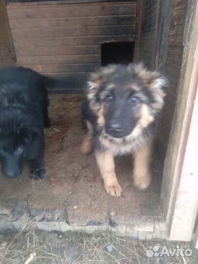 Щенки метисы в добрые руки