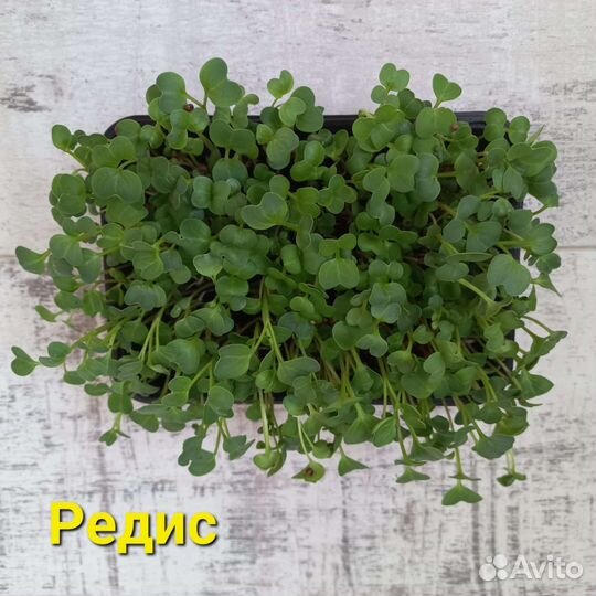 Микрозелень