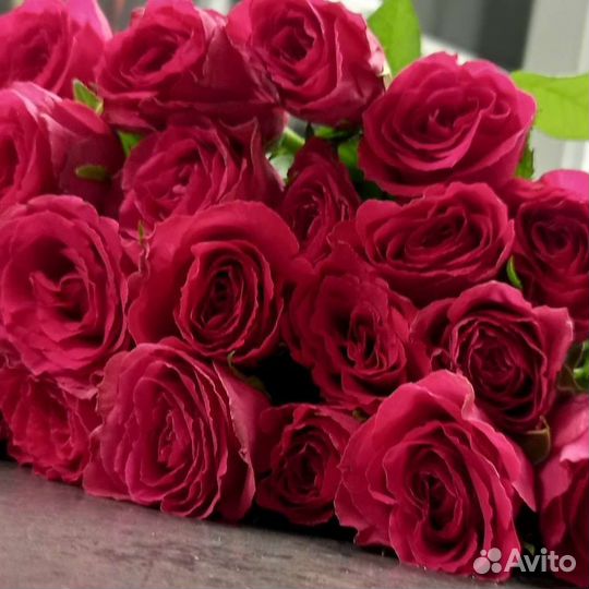 Розы ярко малиновые