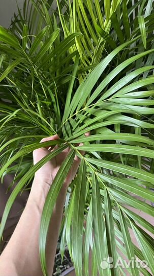 Пальмы наличие