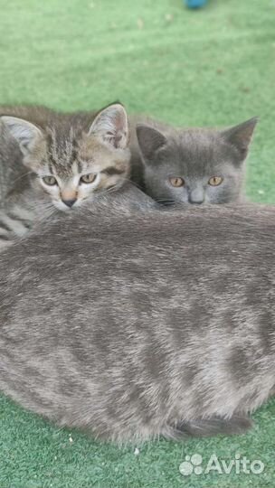 Котята полукровки в добрые руки бесплатно