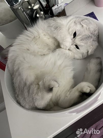 Шотландский кот вязка