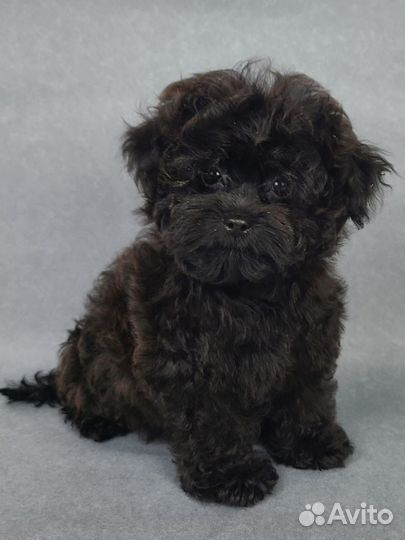 Мальтипу f1 мини девочка