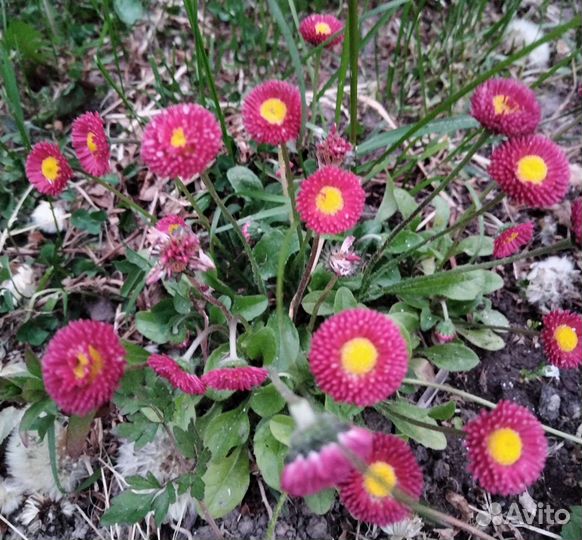 Маргаритки