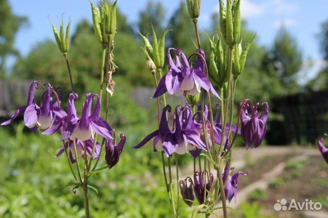 Клубника рассада