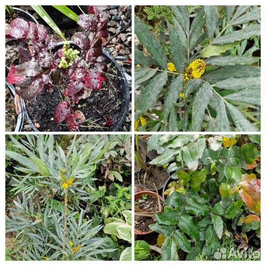 Магония вечнозеленая 3 сорта