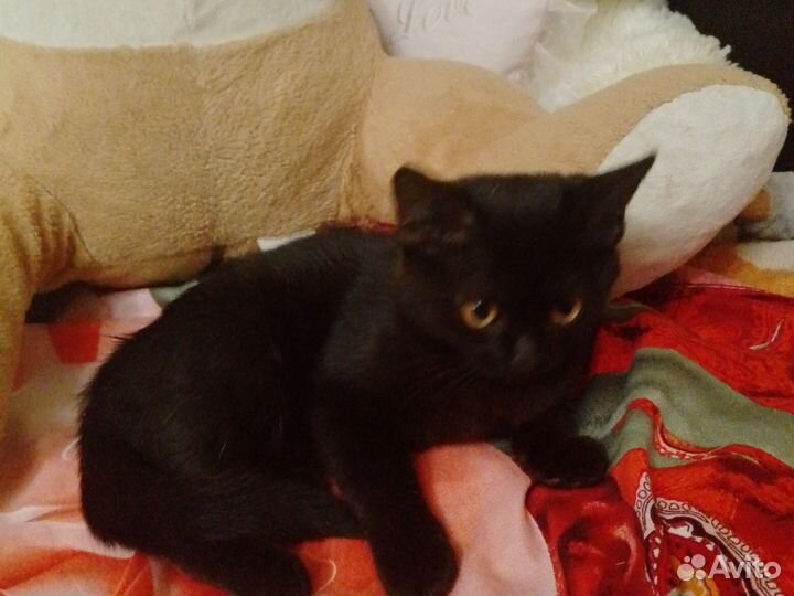Кличка Коссеопея