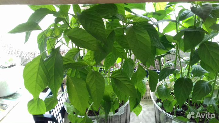 Рассада острого перца