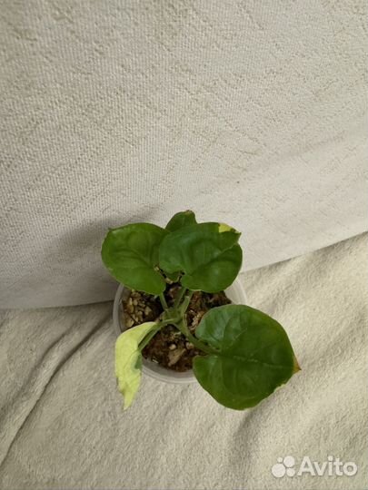 Сингониумы сортовые. Детки