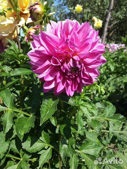 Георгины срезанные