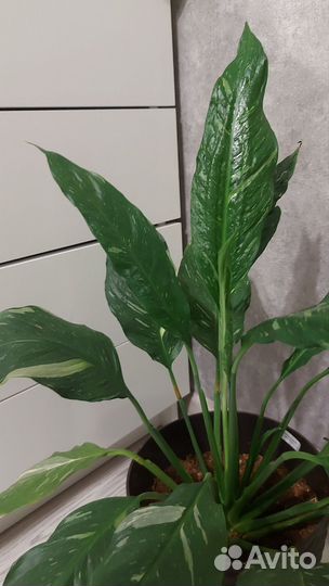 Спатифиллум даймонд и сенсация варигатная