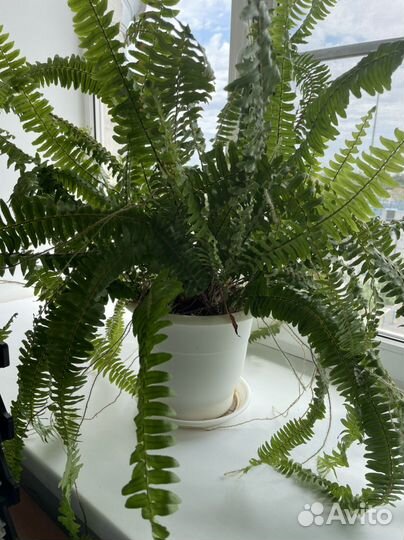 Папоротник (детки)