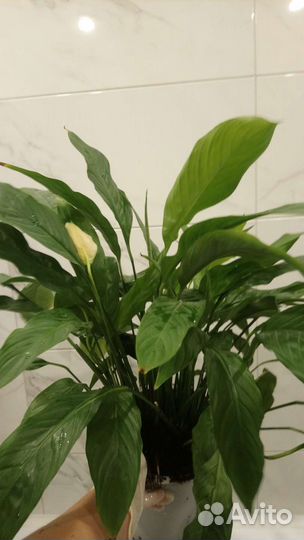 Спатифиллум купидо обычный