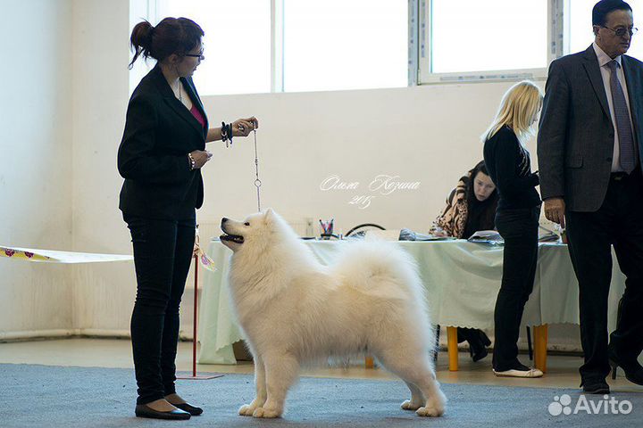 Хендлер. Подготовка собак к выставкам