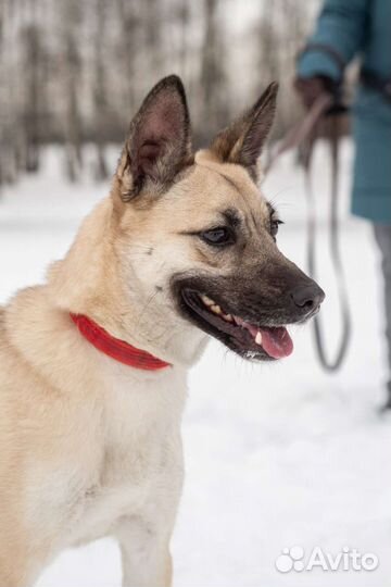 Молодая Ириска грустит в приюте