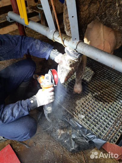 Обрезка копыт крс