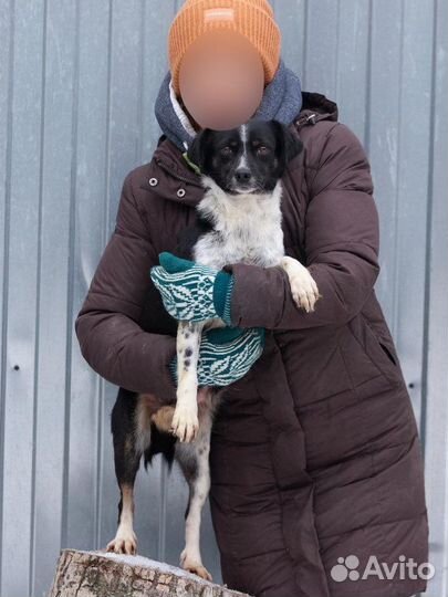 Отдаю маленькую собачку Джинни в дар