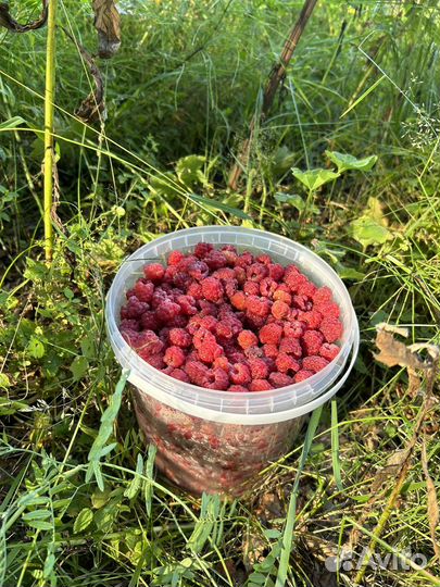 Малина лесная