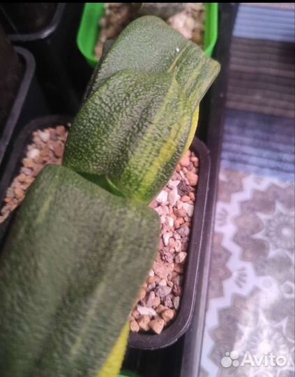 Haworthia truncata var, Gasteria armstrongii var