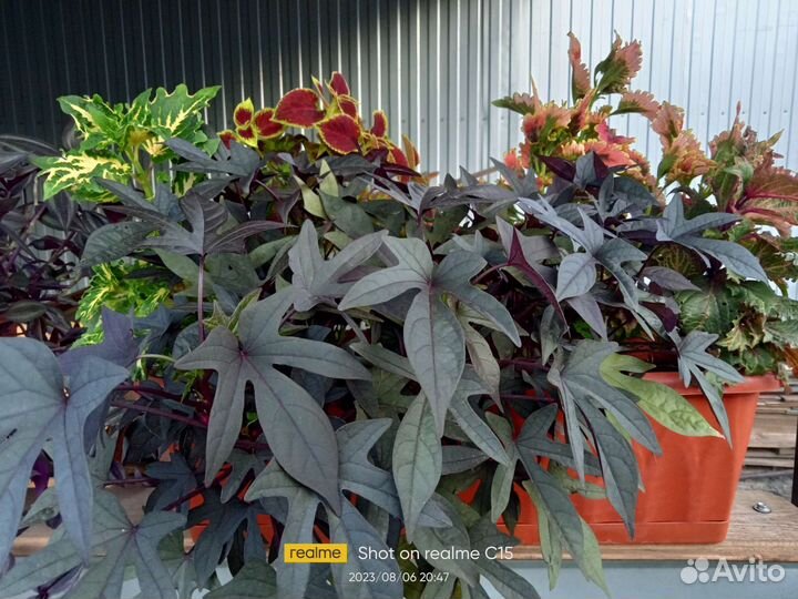 Ипомея батат 6 сортов