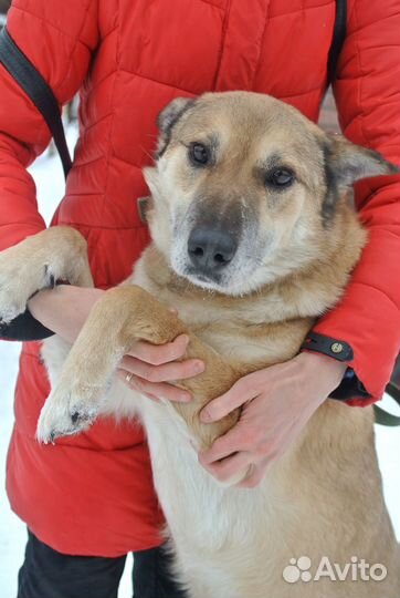 Пёс - красавец в добрые руки