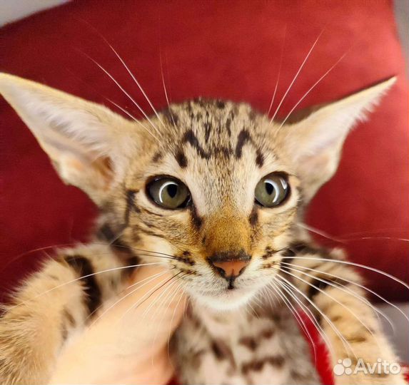 Ориентальный котик мрамор