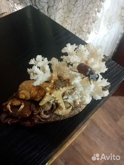 Морские кораллы