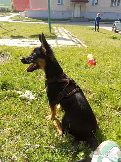 Продам собаку
