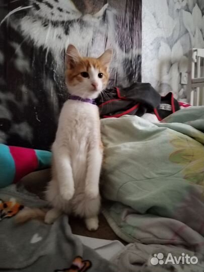 Котёнок в добрые руки