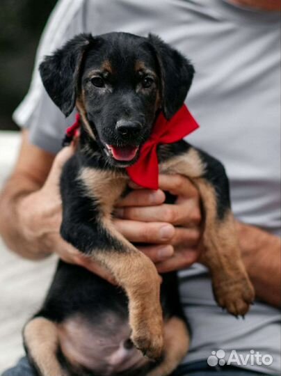 Щенок Финик 2.5 месяца