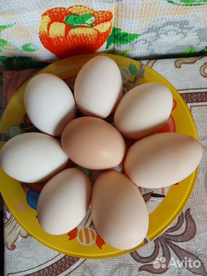 Домашние куриные яйца