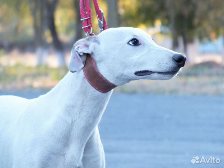 Щенок грейхаунда