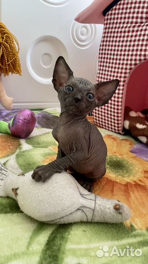 Канадский сфинкс