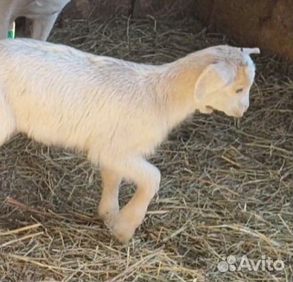 Козлик зааненский