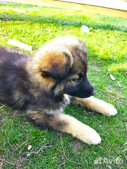 Щенки (девочки)в добрые руки отдам бесплатно