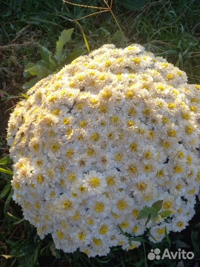 Цветы хризантемы мультифлора