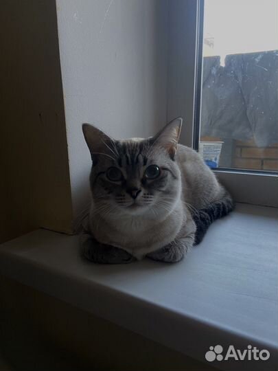 Сиамский кот