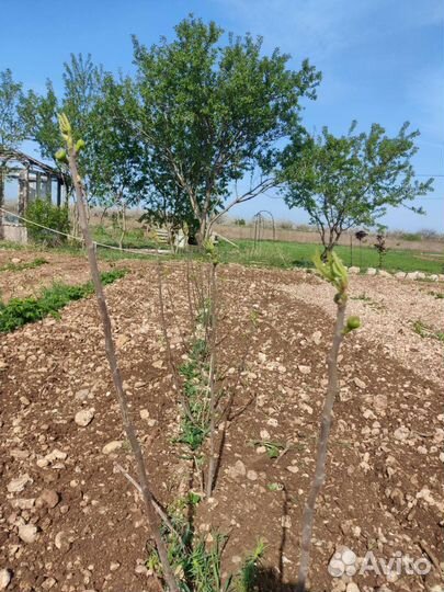 Саженцы инжира