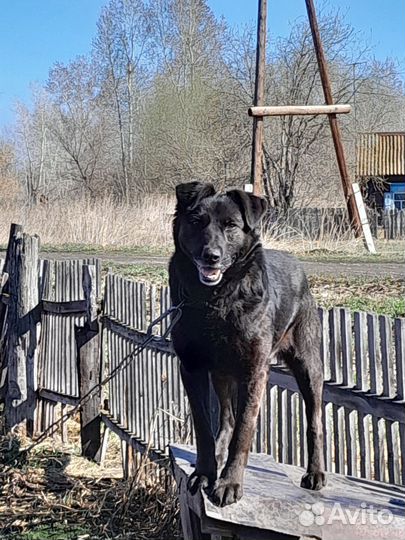 Собака в добрые руки отдам бесплатно