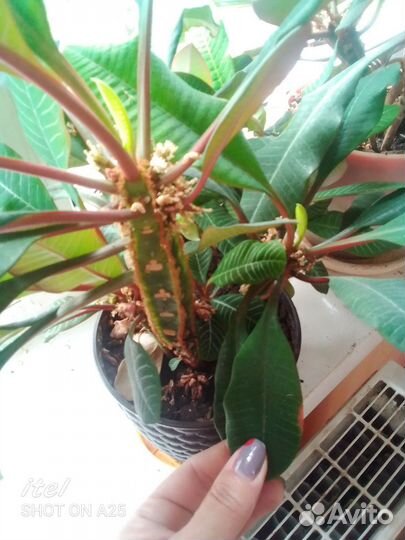 Панданус винтовое дерево