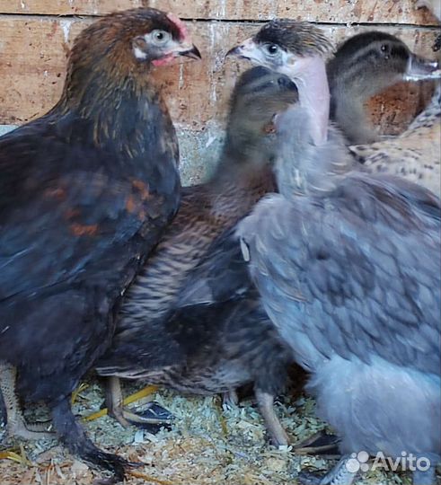 Цыплёнок, утёнок