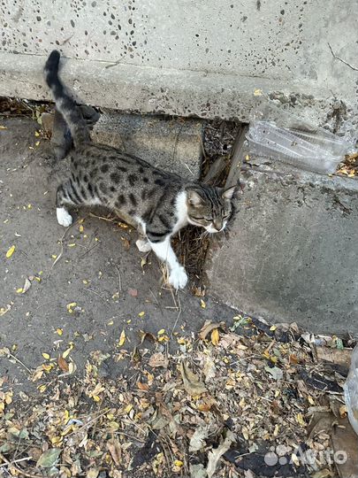 Молодой котик