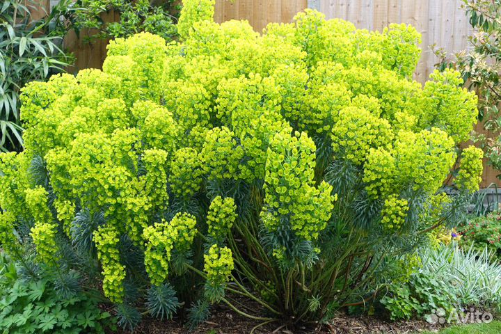 Лапчатка белая лекарственная