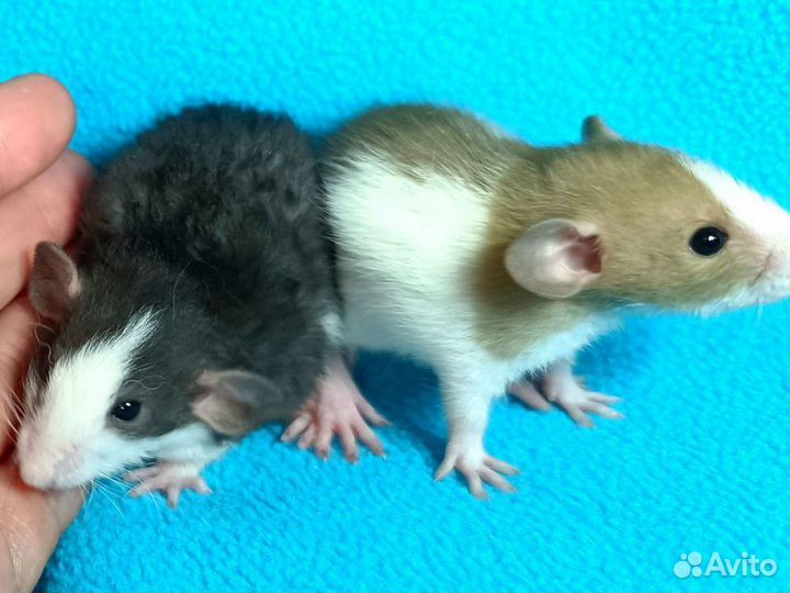 Крысята Дамбо ручные/ крыса/клетки