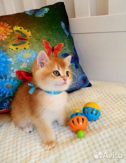 Брит. Котята золотая шиншилла