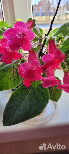 Продам цветы комнатные