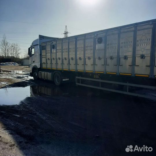 Скотовоз перевозка скота Коров,Нетелей,Быков,Олен