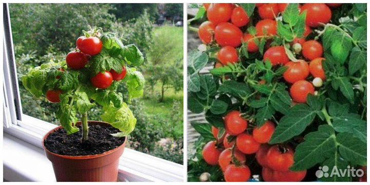 Комнатные томаты рассада