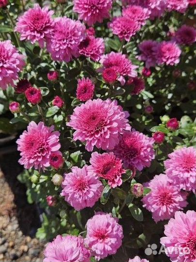 Хризантема шаровидная мультифлора розовый цвет